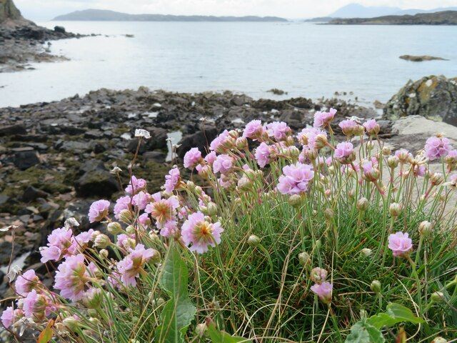 Thrift by the shore