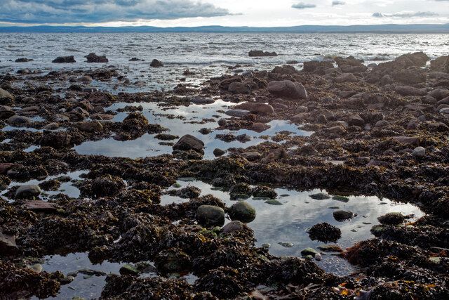 Seaweeds and rocks near Eathie