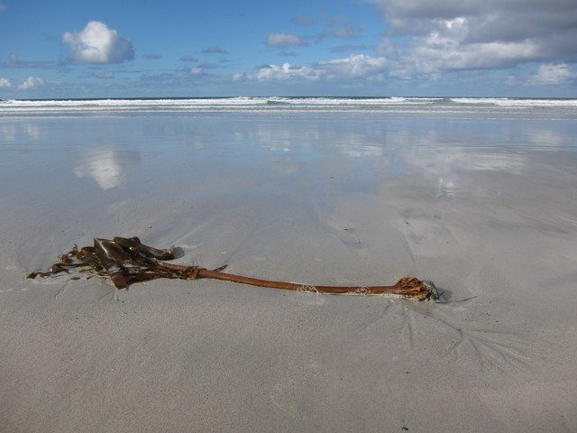 Kelp on Tràigh Iar