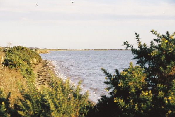 Shoreline near Lonemore