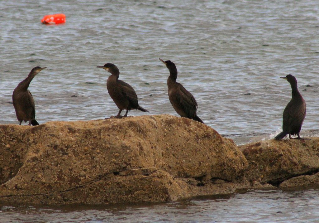 Waiting for the tide