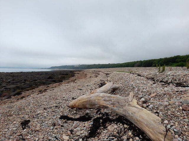 Driftwood on the Shore