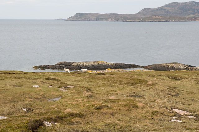 Sheep and Lambs on Rubha Dùnan