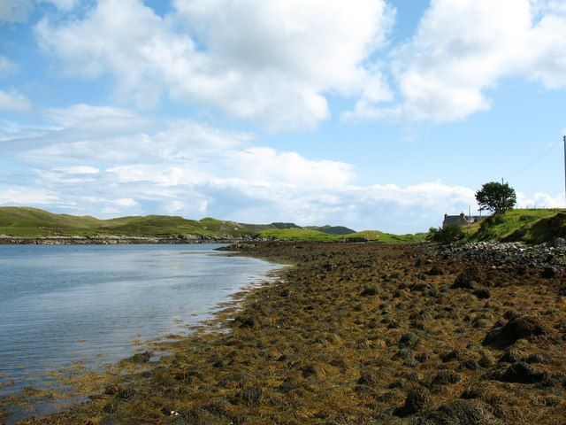 Seaweed on the shore