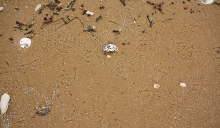 McFaddin Beach