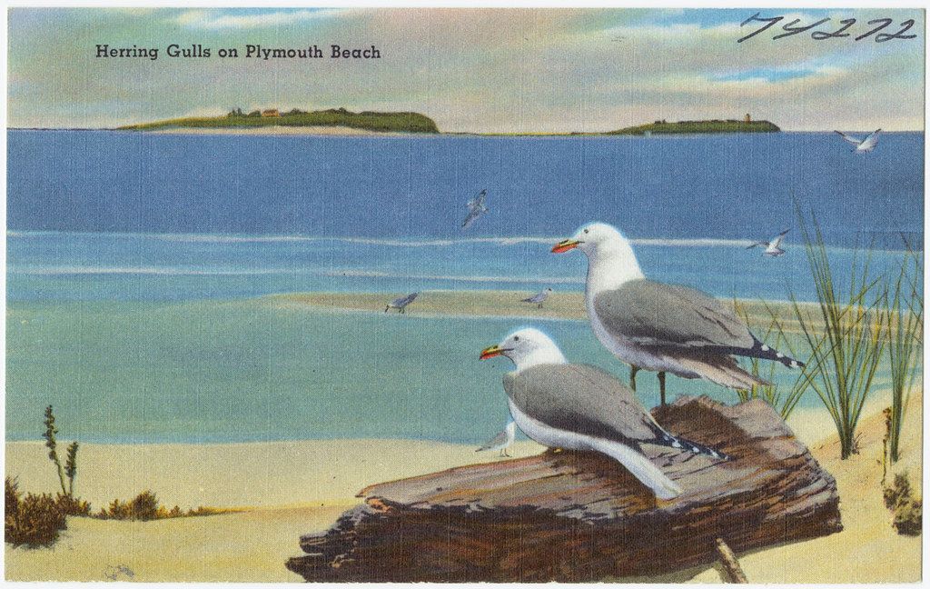 Plymouth Beach
