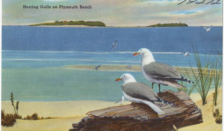 Plymouth Beach