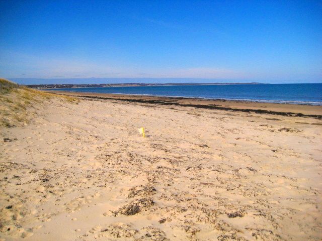 Scusset Beach