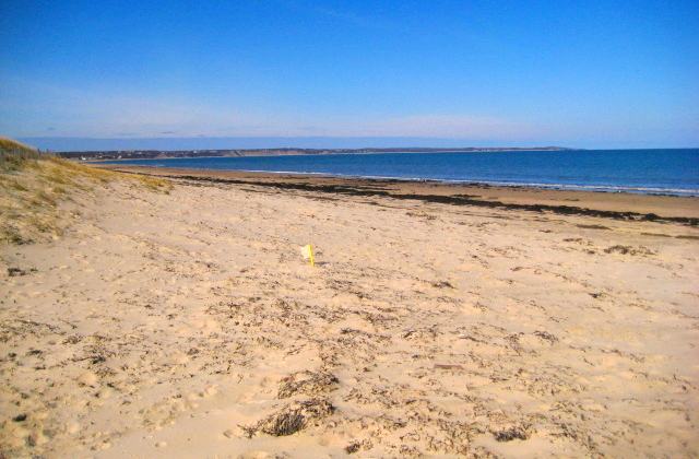 Scusset Beach