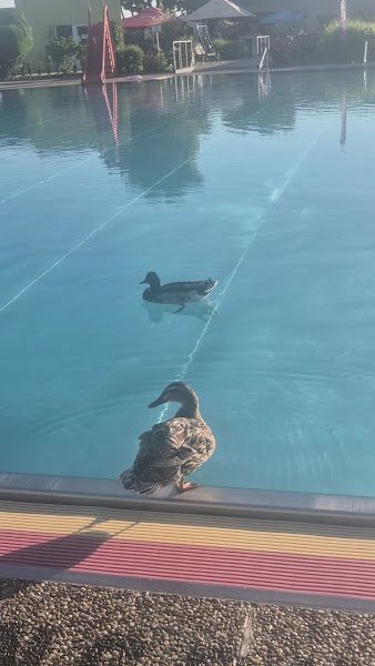 Freibad Marchtrenk