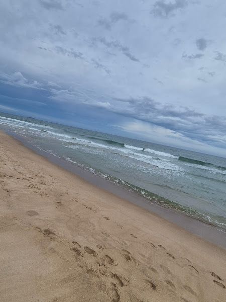Samambaia-preta Praia do - Campeche, Florianópolis - SC, Brazil