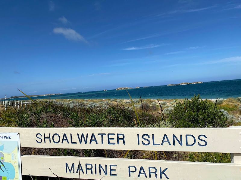 Whistling kite (Haliastur sphenurus) at Shoalwater Islands Marine Park, July 2022