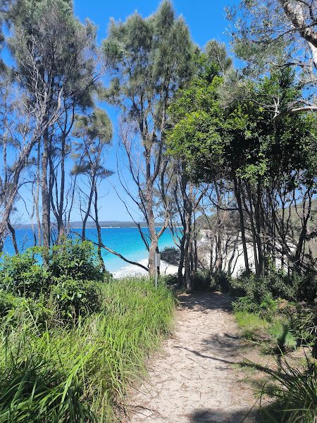 Leptospermum epacridoideum Duck Gully trail, Hyams Beach, New South Wales
