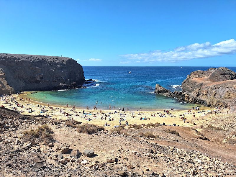 Sizilianische Mörtelbiene Playa Blanca, Provinz Las Palmas, Spanien