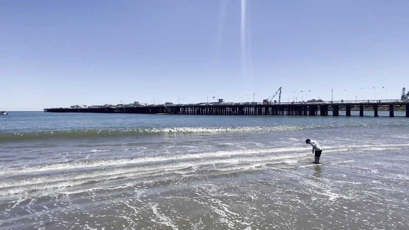 hare's foot inkcap 1916–1962 Bay St, Santa Cruz, CA, US