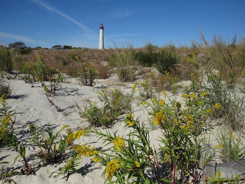 2012-08-04 08-10 Cape May 282 South Cape May Meadows