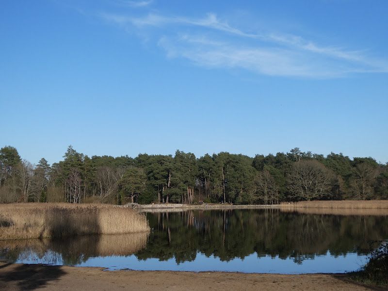 Reed-bed on the eastern shore of Frensham Little Pond