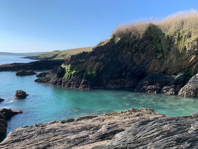 Copse near Beamish's Cove, Courtmacsherry