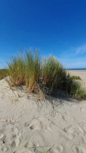 Nieuwjaars Strandwandeling Twitter - Renesse-10