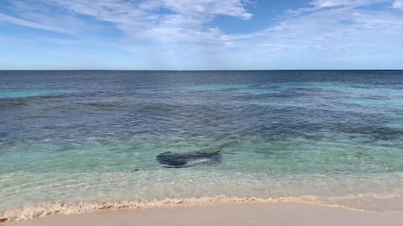 Coral Patch - Snorkelling