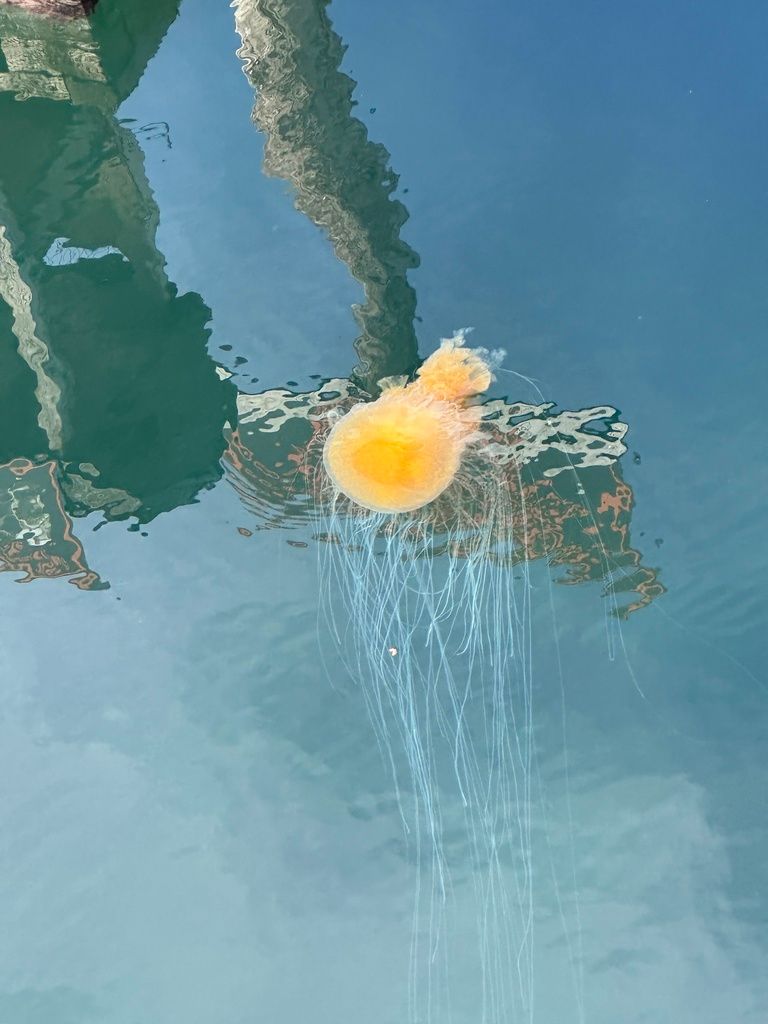 cephalopod habitat hotspot