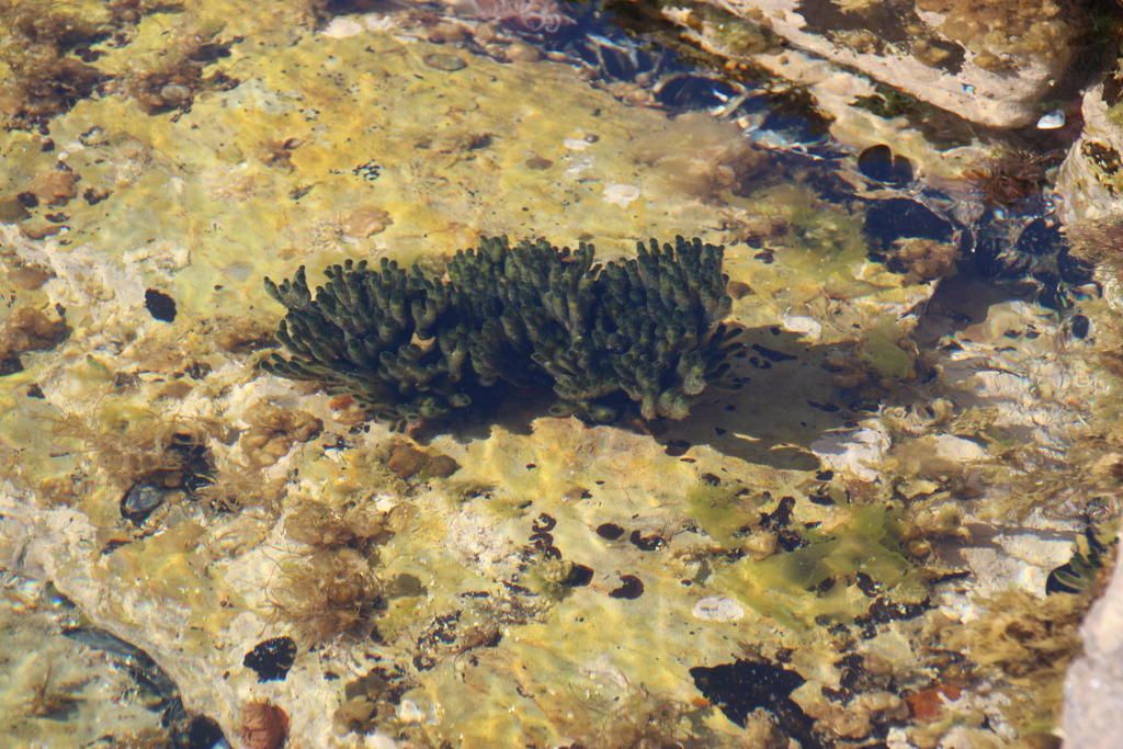 coral reef hotspot