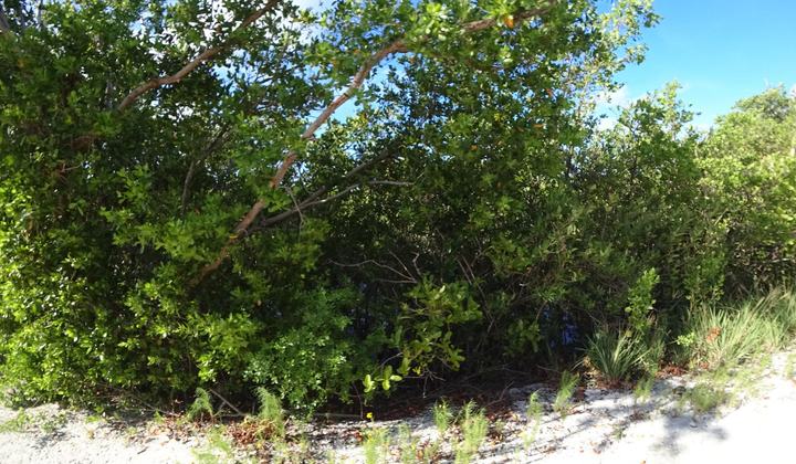 Seven Pines