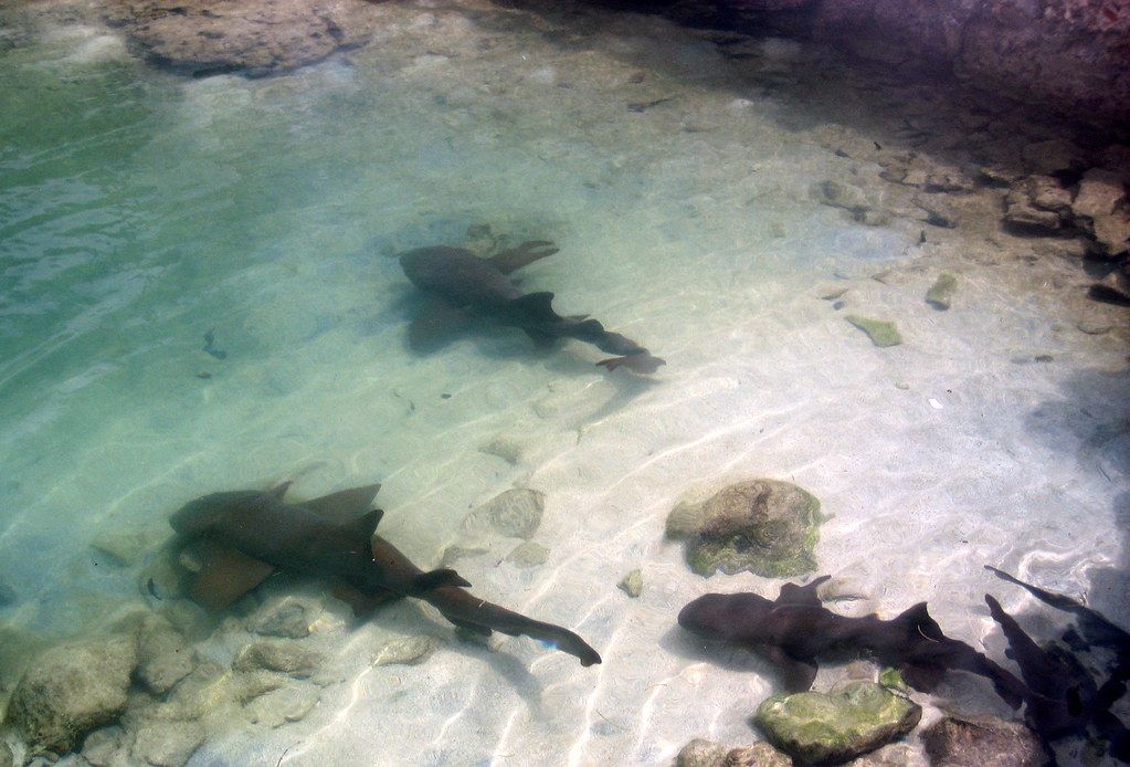 Shark Pool