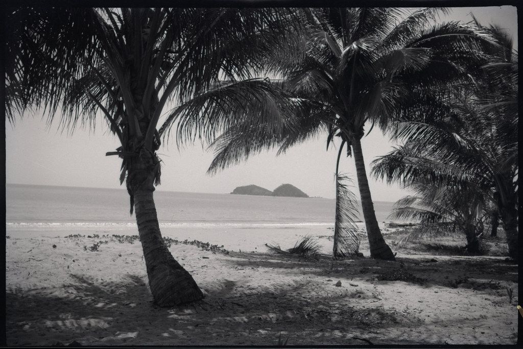 Palm Tree Island