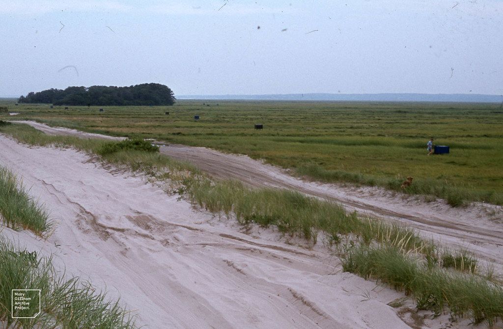 Wooded Sands