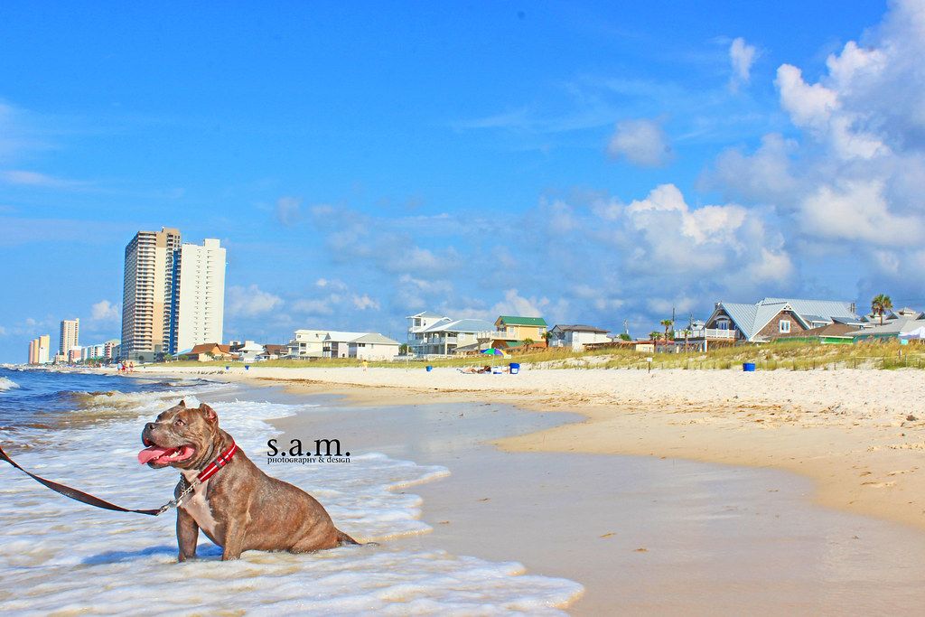 Bull Dog Beach