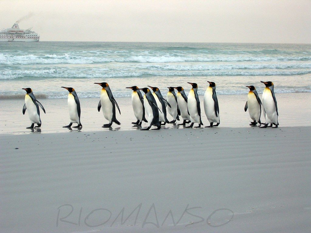 Pinguino