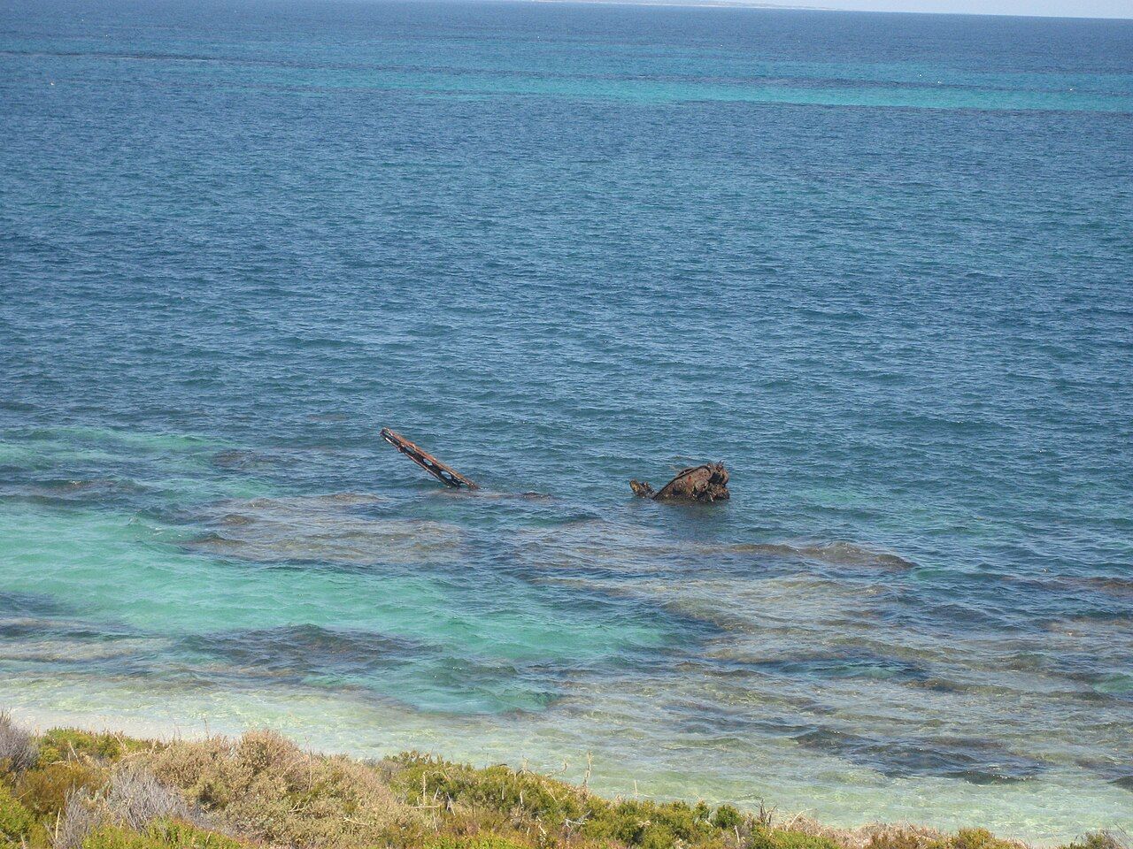 Shark