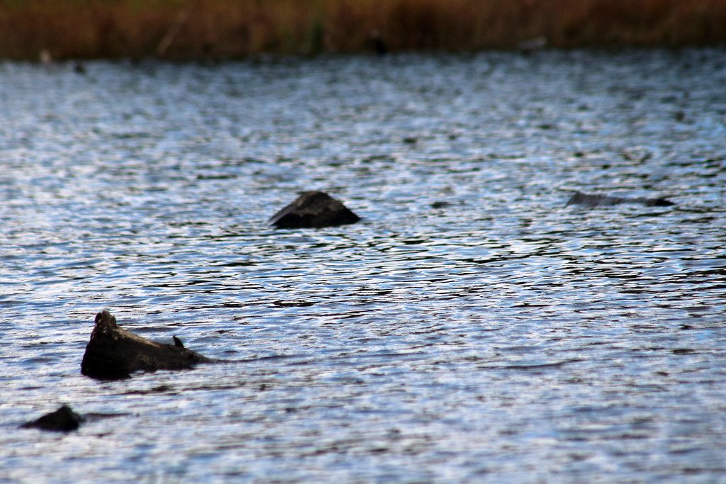 Roachs Shore