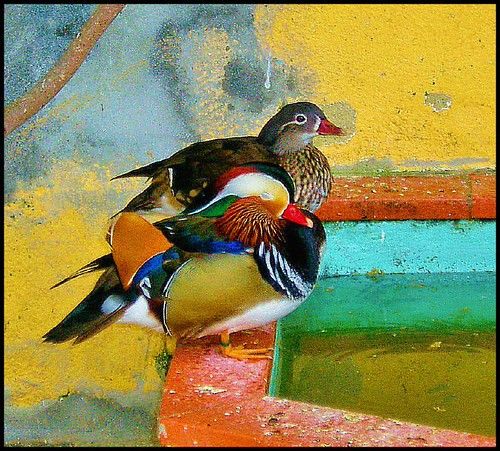 Patos