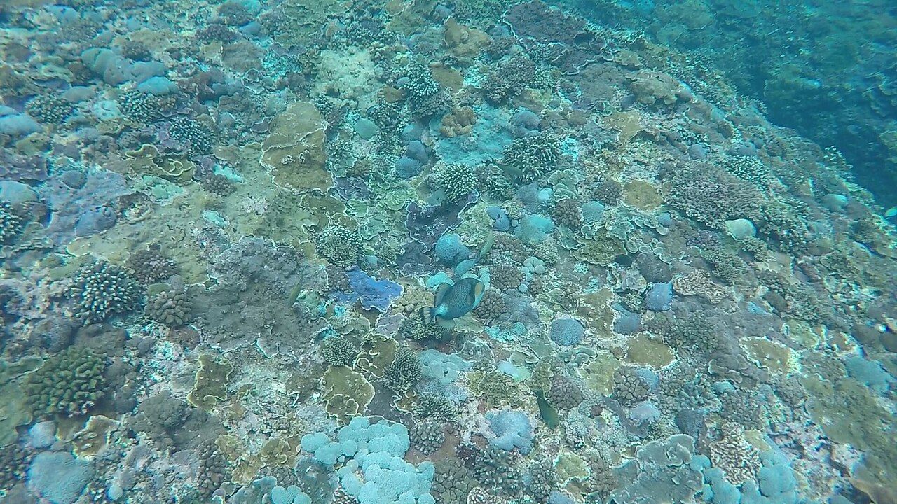 Reef ID-C