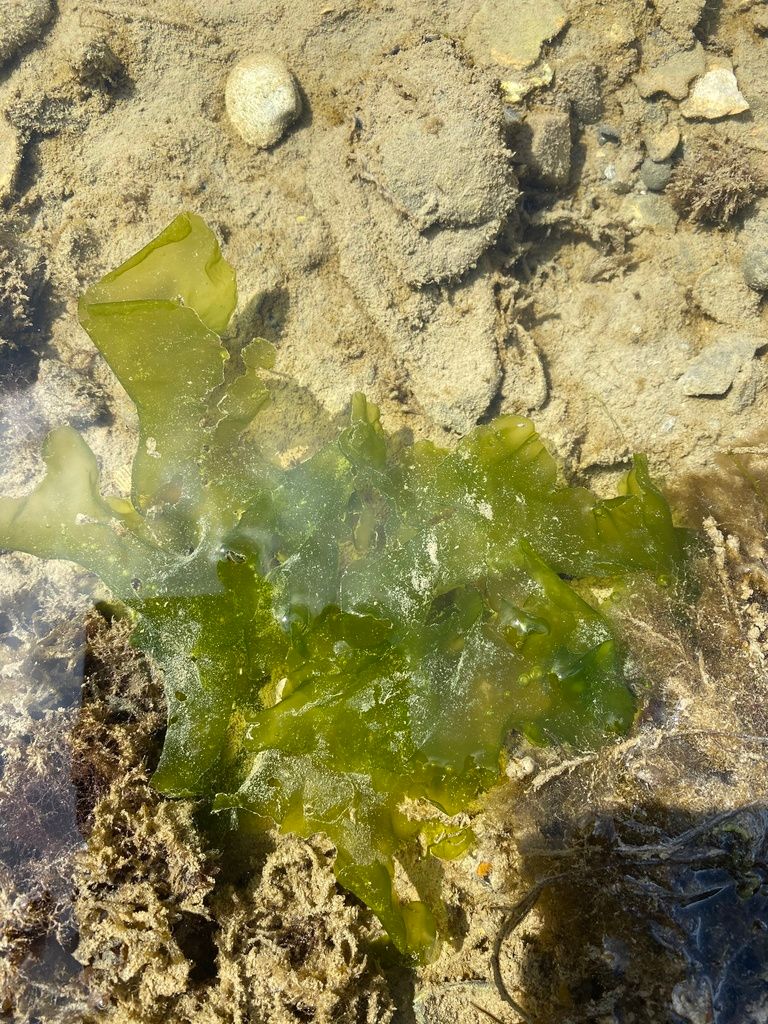 Dive site NL