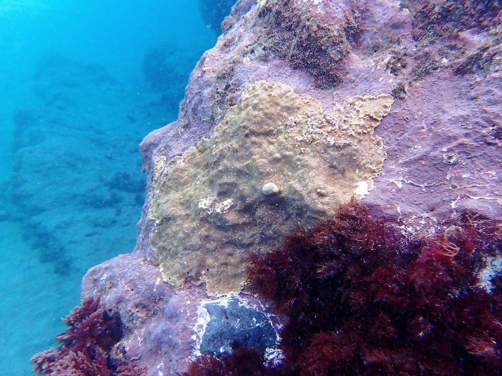 Snorkeling spot ES-CAN