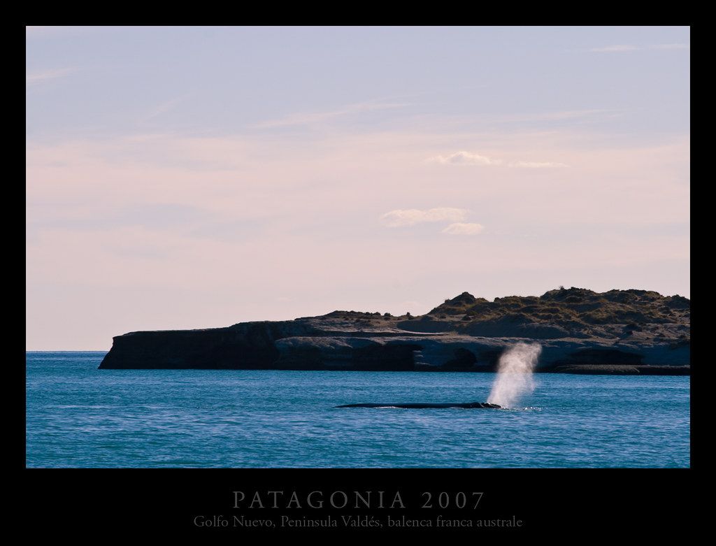 Balena