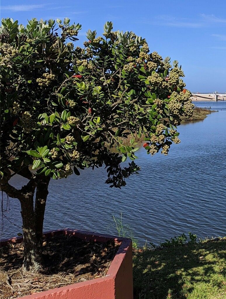 Baloiços de Vila Praia de Âncora