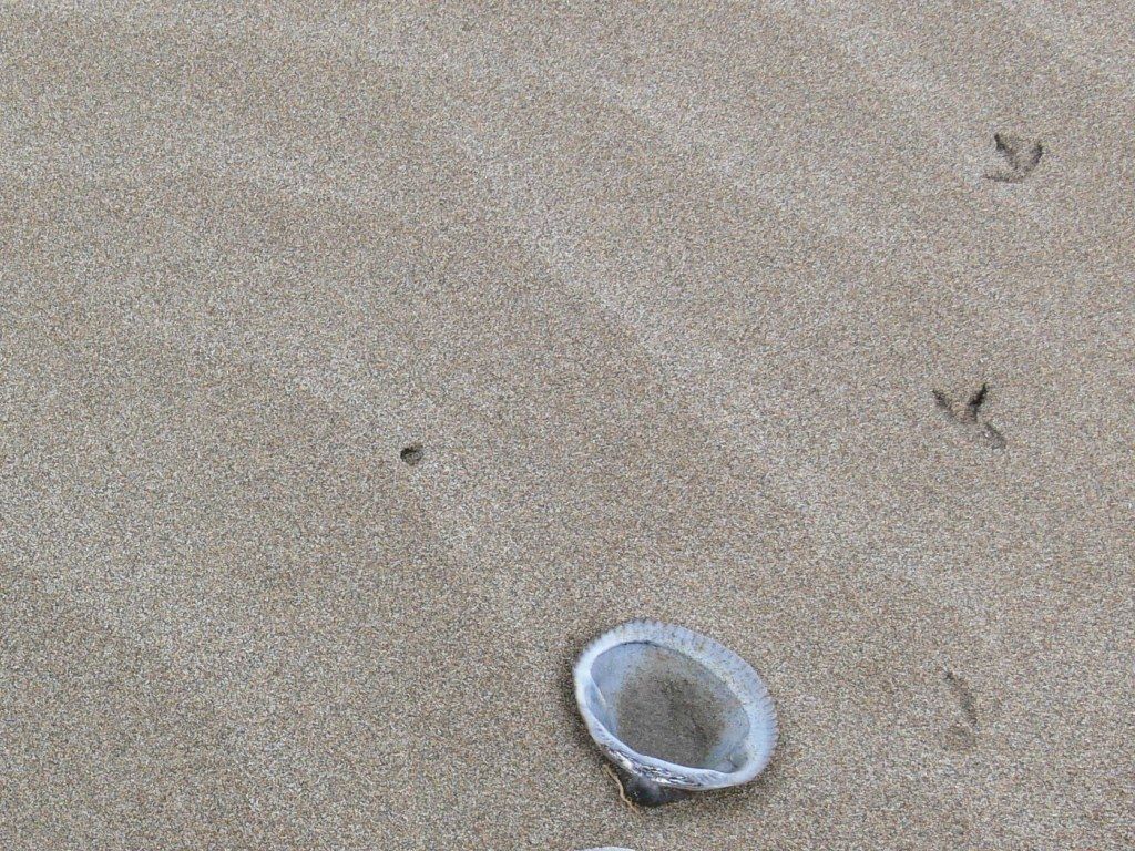Platja de la Bassa d'Arena