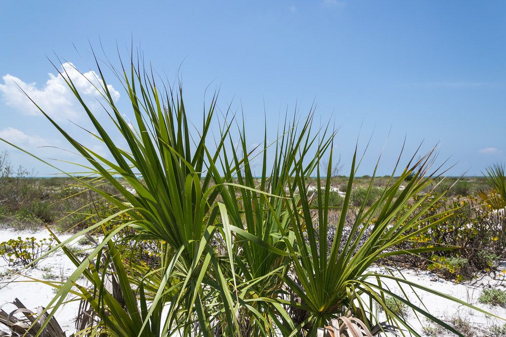 Plage US-FL
