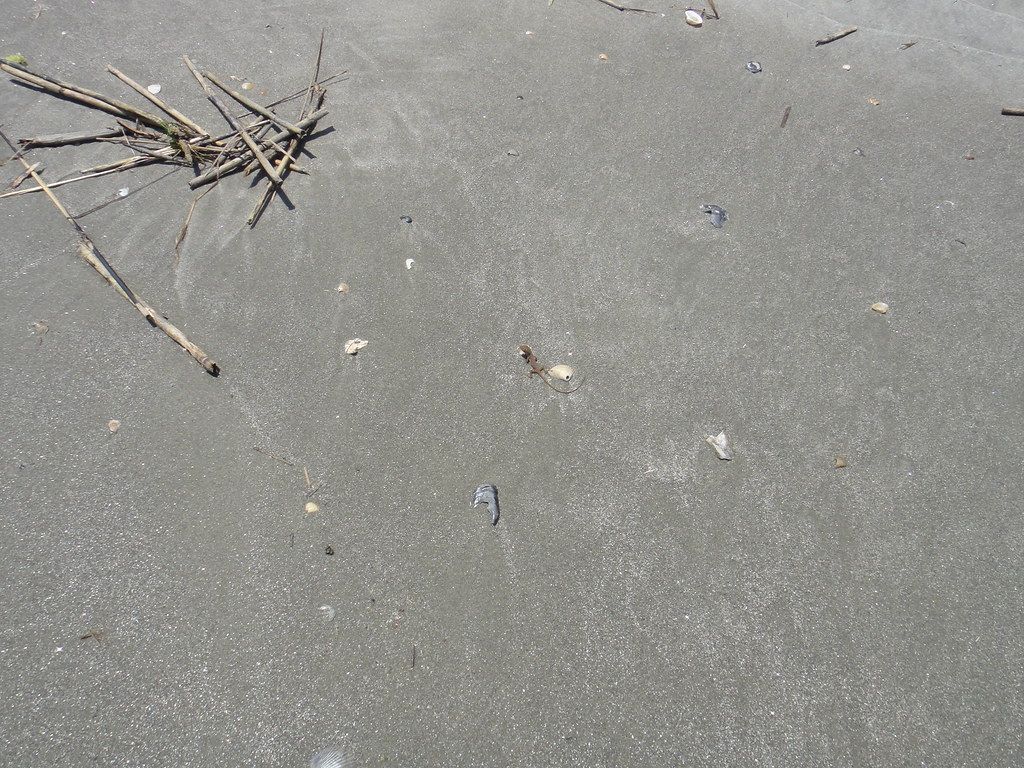 Plage US-SE