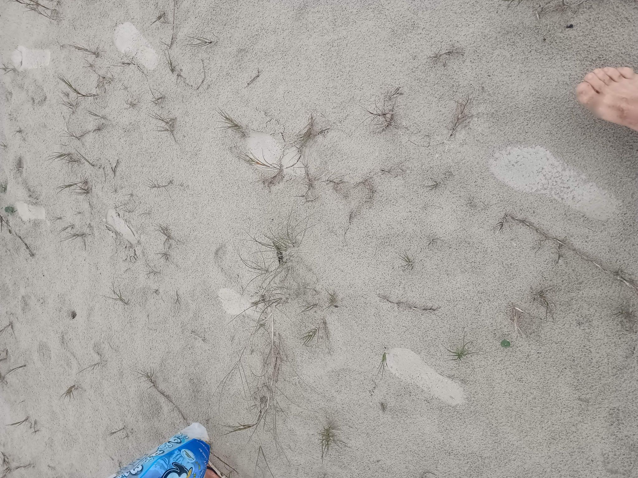 Praia do Caramborê