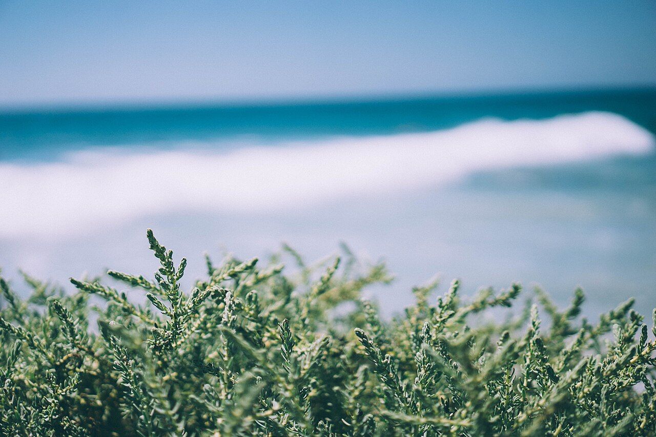 Salt Creek Beach