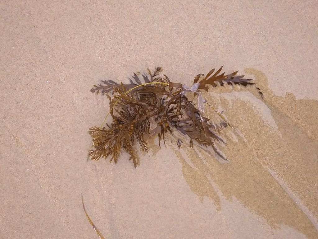 Plage US-W