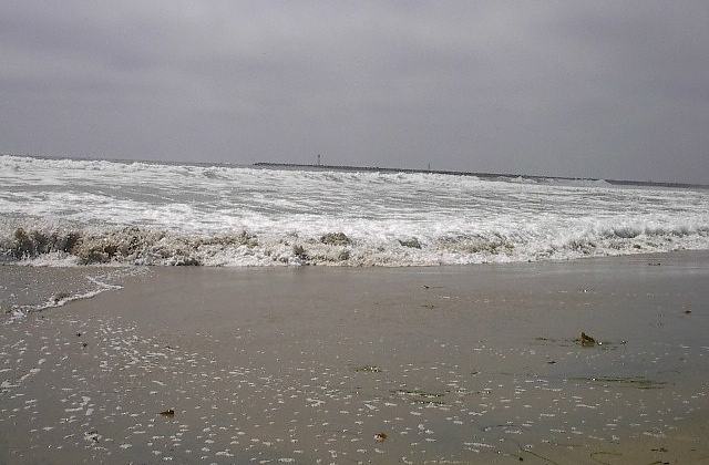 Dog Beach