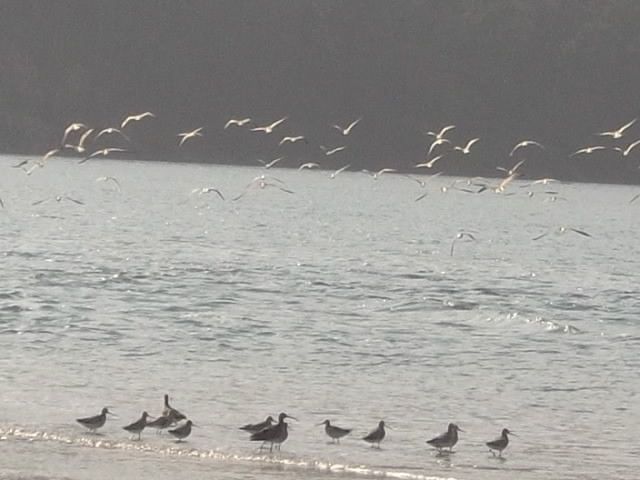 Praia dos Cabalos