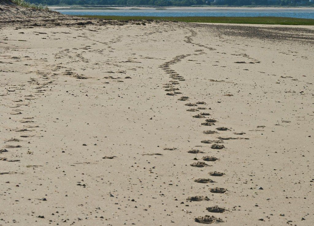 South Lt Island Beach