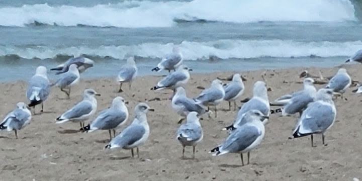 North Side Municipal Beach